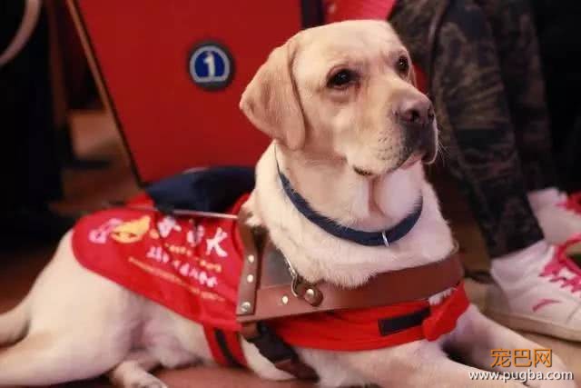 英国导盲犬退役后“安乐死”处理，退役的导盲犬该不该被安乐死？-1.jpeg