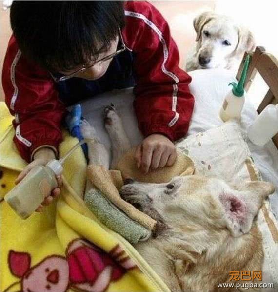 英国导盲犬退役后“安乐死”处理，退役的导盲犬该不该被安乐死？-3.jpeg