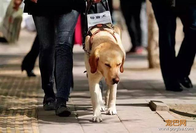 英国导盲犬退役后“安乐死”处理，退役的导盲犬该不该被安乐死？-2.jpeg