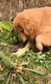 咬住，拔出，运走，金毛拔萝卜的动作一气呵成！-1.gif
