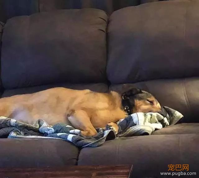 狗狗在收容所住2381天后，终于有人出现：我来接你回家了！-5.jpeg
