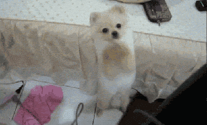 你不养狗就不知道狗的世界里有多少乐趣-2.gif