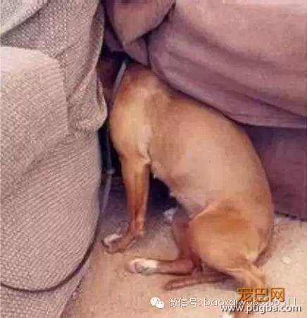 你不养狗就不知道狗的世界里有多少乐趣-4.jpeg