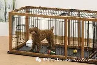 你不养狗就不知道狗的世界里有多少乐趣-3.jpeg
