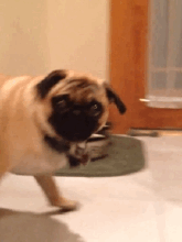 你不养狗就不知道狗的世界里有多少乐趣-6.gif