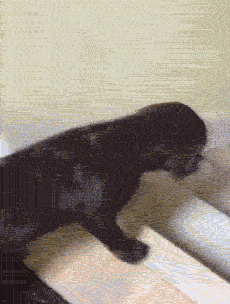 你不养狗就不知道狗的世界里有多少乐趣-5.gif
