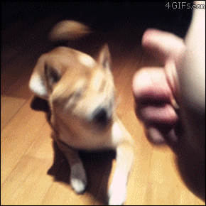 你不养狗就不知道狗的世界里有多少乐趣-11.gif