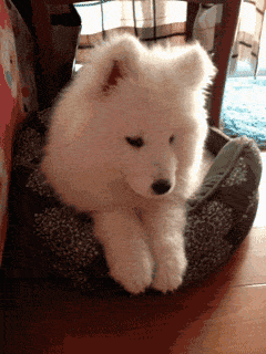 你不养狗就不知道狗的世界里有多少乐趣-12.gif