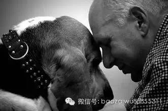 你不养狗就不知道狗的世界里有多少乐趣-14.jpeg