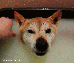 你不养狗就不知道狗的世界里有多少乐趣-13.gif
