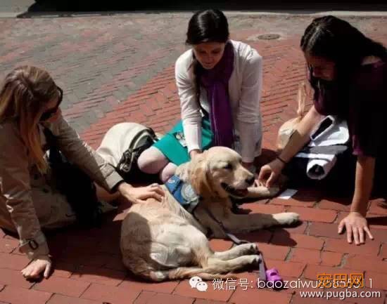 你不养狗就不知道狗的世界里有多少乐趣-16.jpeg