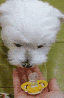 你不养狗就不知道狗的世界里有多少乐趣-18.gif