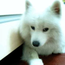 你不养狗就不知道狗的世界里有多少乐趣-20.gif