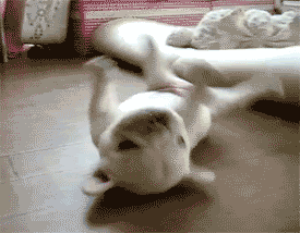 你不养狗就不知道狗的世界里有多少乐趣-23.gif