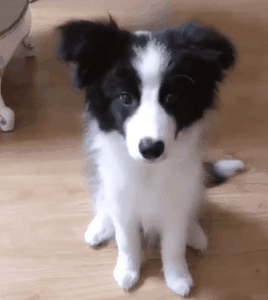 狗狗最厉害的招数是什么？当然是歪头杀！-1.gif