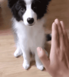 狗狗最厉害的招数是什么？当然是歪头杀！-3.gif