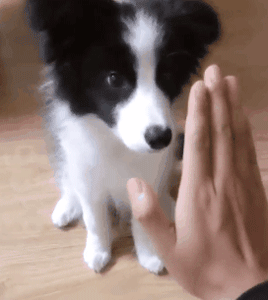 狗狗最厉害的招数是什么？当然是歪头杀！-2.gif