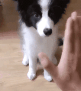 狗狗最厉害的招数是什么？当然是歪头杀！-4.gif