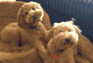 狗狗最厉害的招数是什么？当然是歪头杀！-5.gif