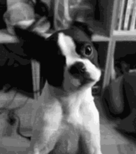 狗狗最厉害的招数是什么？当然是歪头杀！-6.gif
