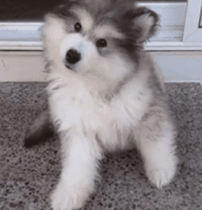 狗狗最厉害的招数是什么？当然是歪头杀！-8.gif