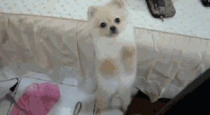 狗狗最厉害的招数是什么？当然是歪头杀！-9.gif