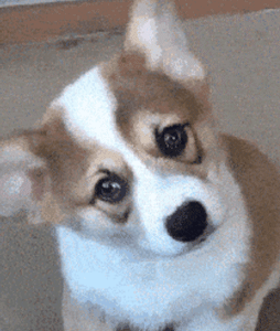 狗狗最厉害的招数是什么？当然是歪头杀！-12.gif