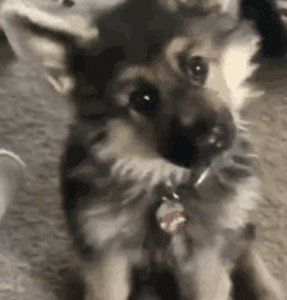 狗狗最厉害的招数是什么？当然是歪头杀！-11.gif