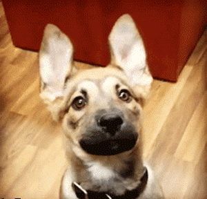 狗狗最厉害的招数是什么？当然是歪头杀！-10.gif