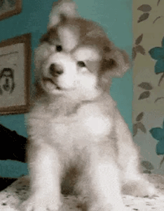 狗狗最厉害的招数是什么？当然是歪头杀！-13.gif