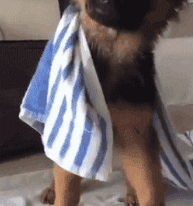 狗狗最厉害的招数是什么？当然是歪头杀！-15.gif