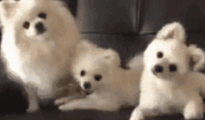 狗狗最厉害的招数是什么？当然是歪头杀！-14.gif