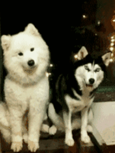狗狗最厉害的招数是什么？当然是歪头杀！-19.gif