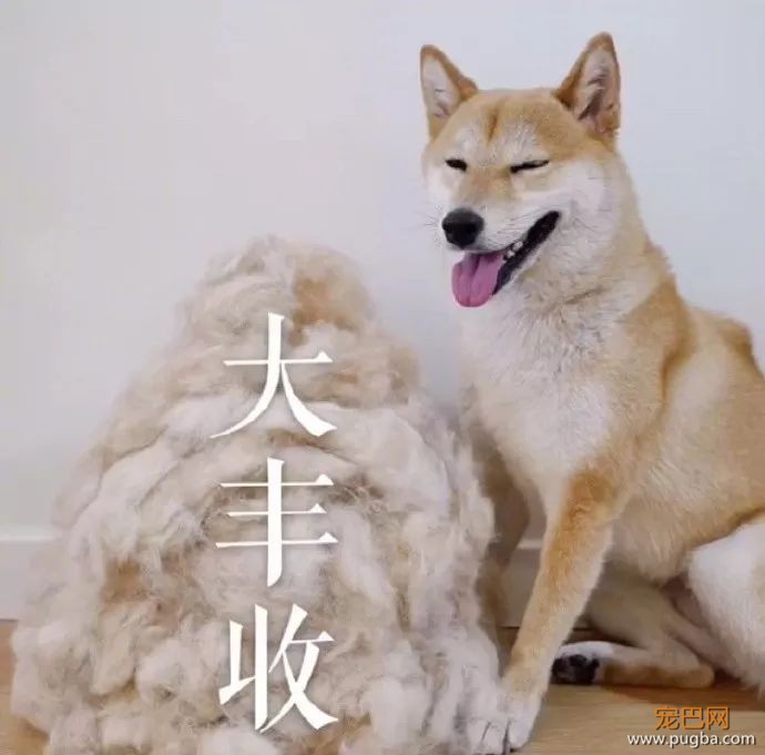 狗粑粑属于什么垃圾？看看这套狗狗版本的垃圾分类-6.jpeg