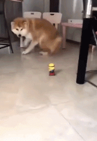 狗粑粑属于什么垃圾？看看这套狗狗版本的垃圾分类-12.gif