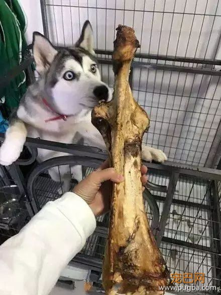狗粑粑属于什么垃圾？看看这套狗狗版本的垃圾分类-9.jpeg
