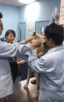 狗粑粑属于什么垃圾？看看这套狗狗版本的垃圾分类-14.gif