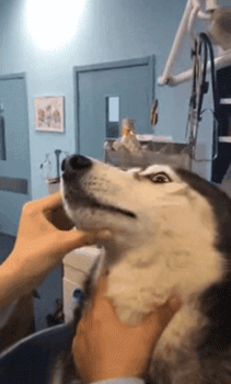 狗粑粑属于什么垃圾？看看这套狗狗版本的垃圾分类-15.gif