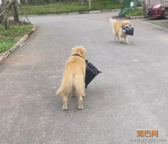 狗粑粑属于什么垃圾？看看这套狗狗版本的垃圾分类-16.jpeg