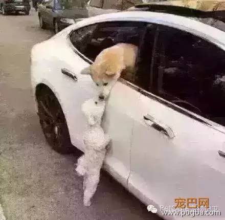 大鹅故事结束了，狗狗爱情开始了-1.jpeg