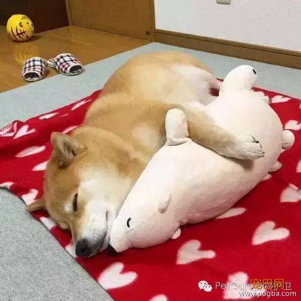 大鹅故事结束了，狗狗爱情开始了-5.jpeg