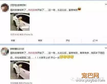 大鹅故事结束了，狗狗爱情开始了-4.jpeg