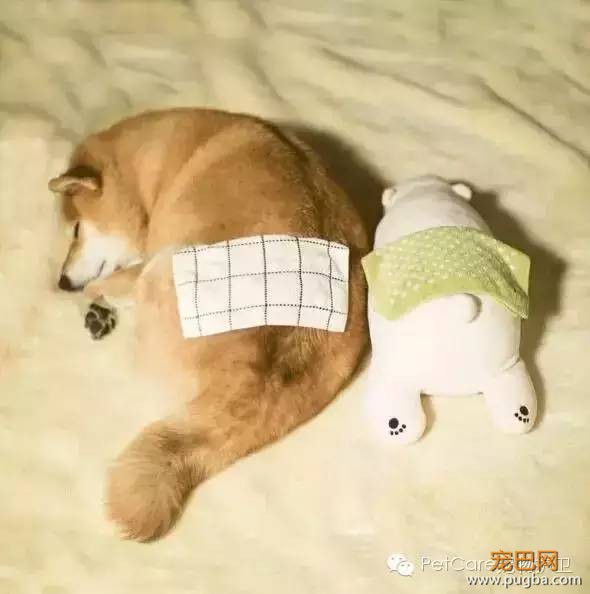 大鹅故事结束了，狗狗爱情开始了-9.jpeg