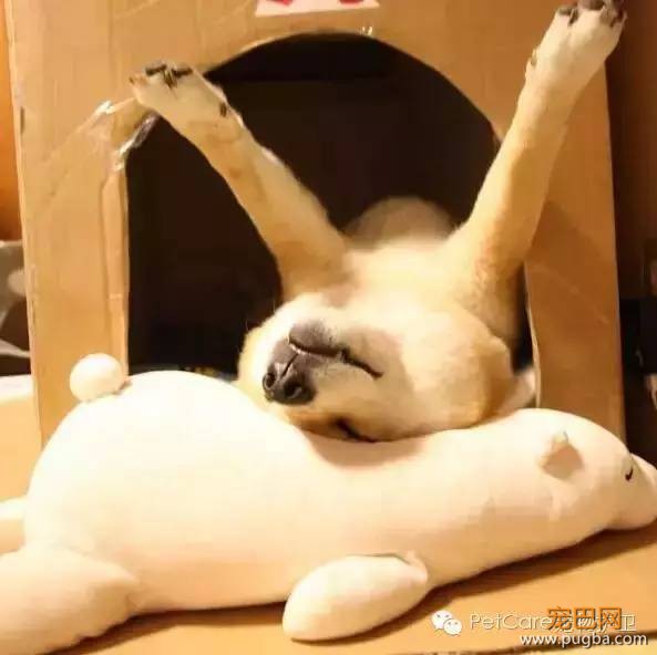 大鹅故事结束了，狗狗爱情开始了-8.jpeg