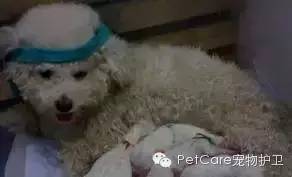 大鹅故事结束了，狗狗爱情开始了-11.jpeg