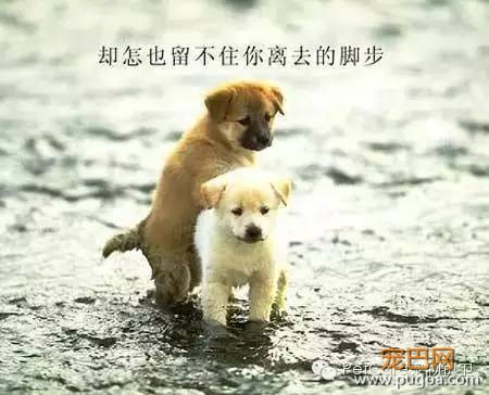 大鹅故事结束了，狗狗爱情开始了-14.jpeg