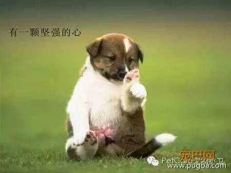 大鹅故事结束了，狗狗爱情开始了-17.jpeg