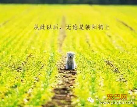 大鹅故事结束了，狗狗爱情开始了-15.jpeg