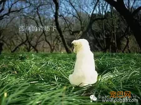 大鹅故事结束了，狗狗爱情开始了-16.jpeg