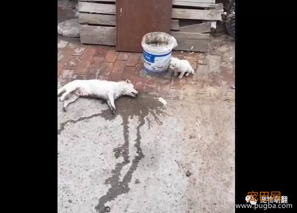 小狗不离开，只为看着慢慢死去的妈妈，接下来让人想落泪-4.jpeg